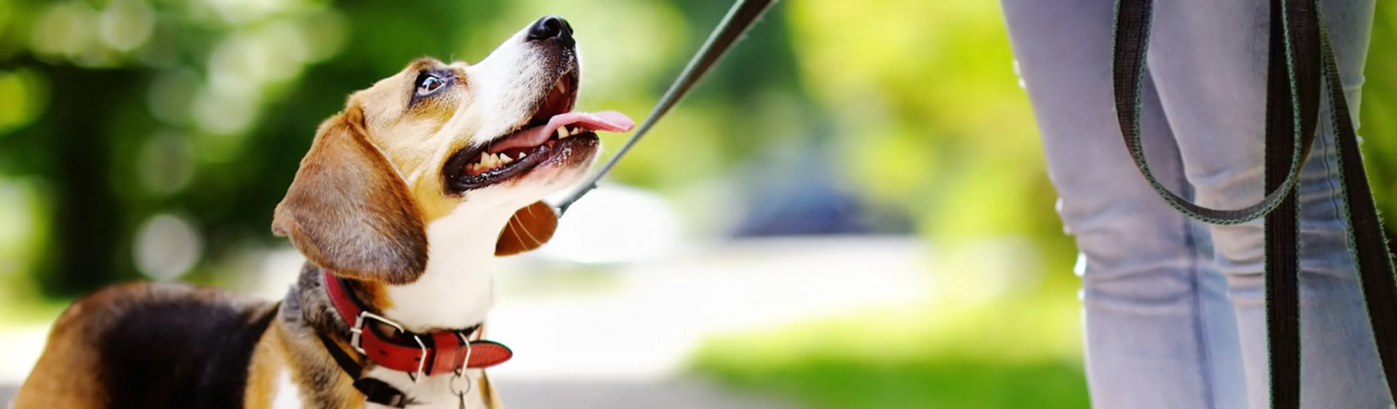 Small dog out for a walk with its owner in a park outside